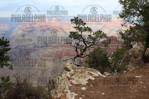 Sentinel at the Rim